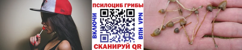 купить наркоту  mega ONION  Галлюциногенные грибы Psilocybe  Вытегра 